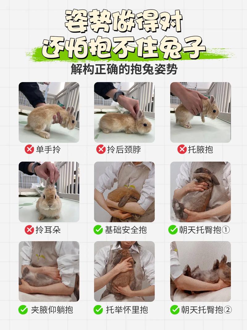 「新手报告」宠物兔的选择与饲养