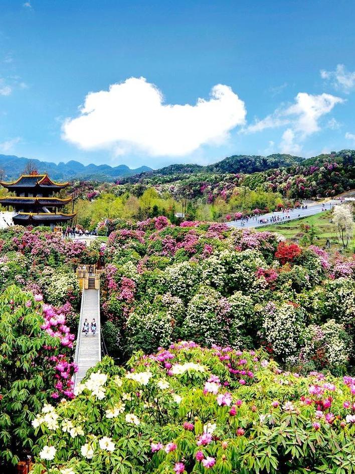 4.16-18百里杜鹃龟峰山、天堂村千瀑百流、美丽乡村画卷浩塘村(图1)