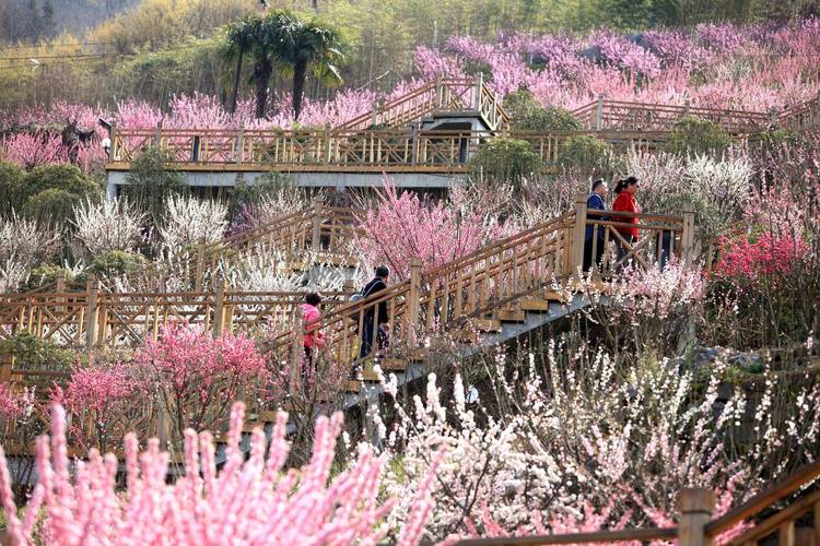 陕西清明赏花好去处(图1)