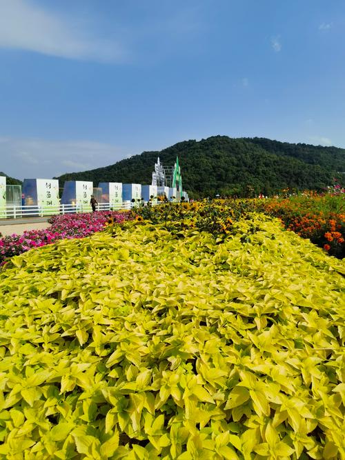美丽的！国庆节，新城薰衣草庄园1500亩花海，10种鲜花同时绽放！(图1)