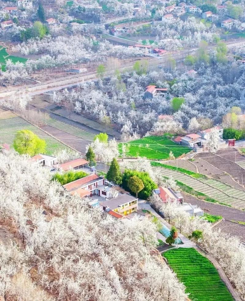 ABA，Sichuan：Jinchuan County的梨花盛开，吸引许多游客参观风景(图1)