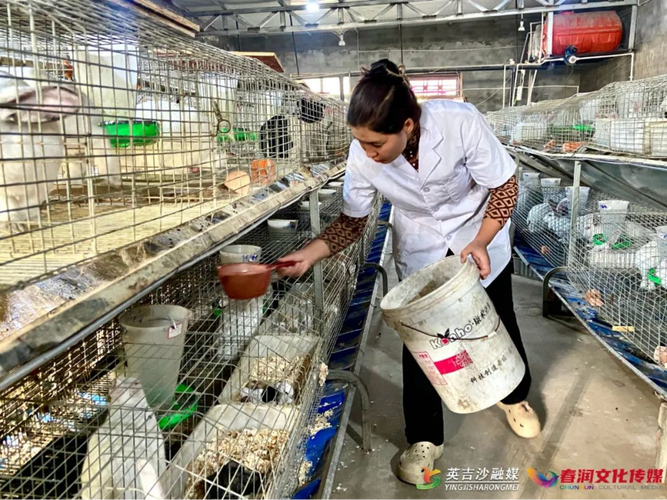 武陟晓东：兔养殖“跳”出了乡村振兴致富之路(图1)