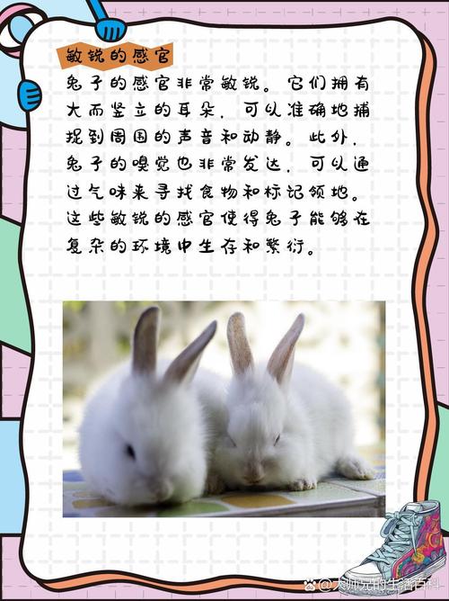 兔子容易养吗？(图1)