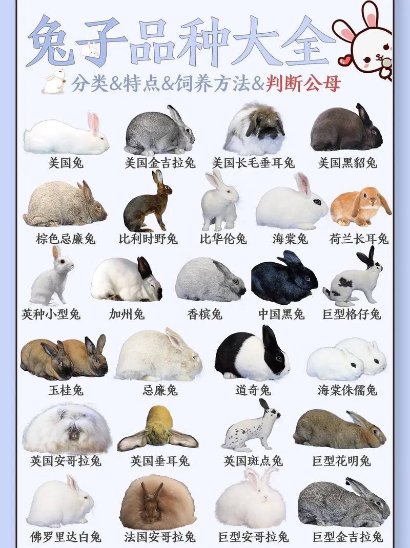“江苏兔”产业你了解多少？(图1)