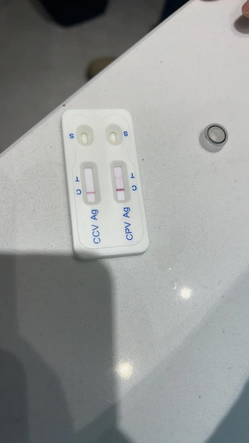 【新型肺炎】日本两只宠物狗首次确诊新型冠状病毒PCR检测呈阳性(图1)