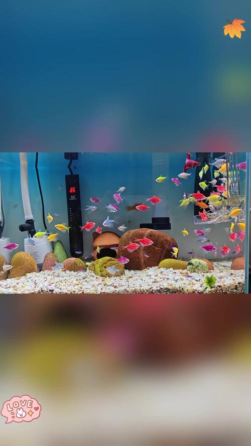 **养鱼专业人士：为水族世界注入生命**(图1)