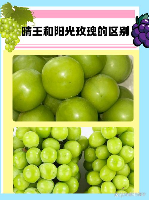 爱马仕之光 阳光玫瑰葡萄：日本冈山县晴王翠玉的独特魅力与高价之谜(图1)