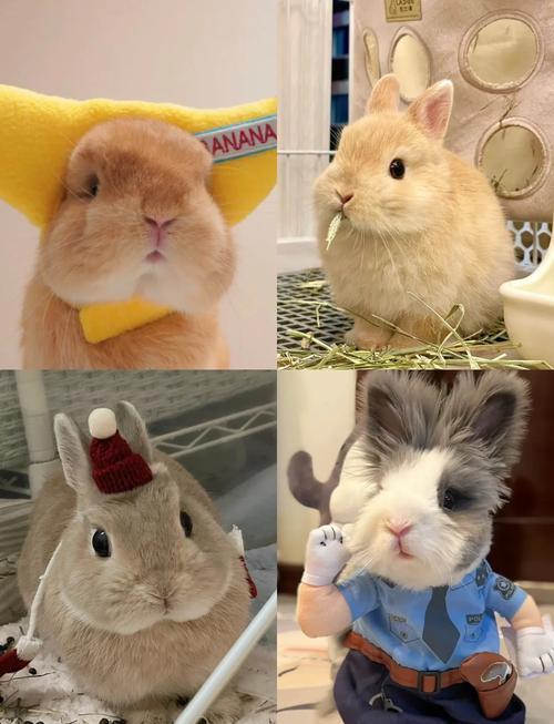如何饲养宠物兔(图1)