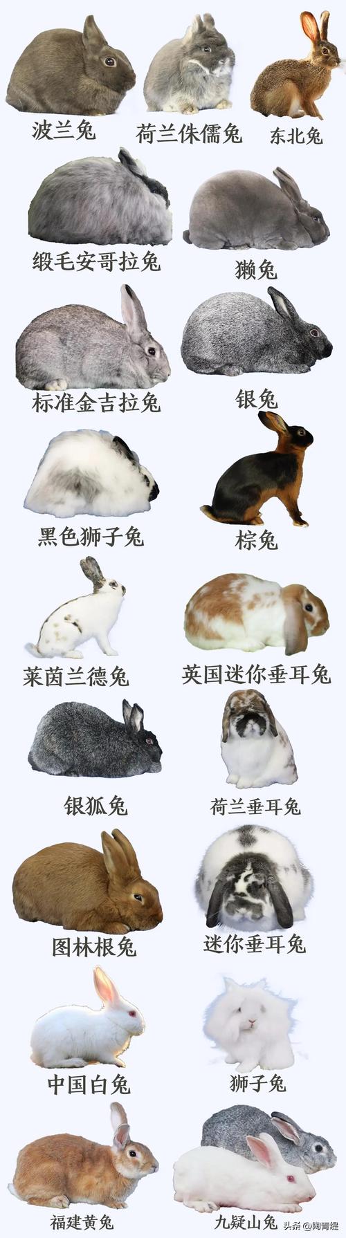 什么品种的兔子最好？ 什么样的兔子最好养？(图1)