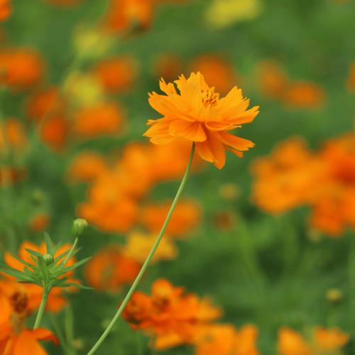 惊爆！世上竟有绿色透明菊花，绝美如翡翠，一眼沉沦(图1)