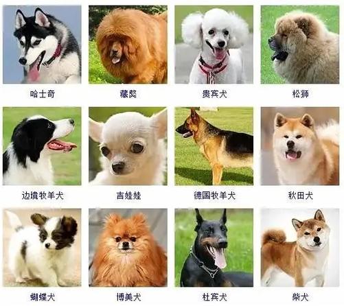 受欢迎的宠物类型有哪些？全球****的十大宠物排名(图1)