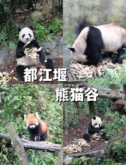 拜水求看熊猫！匈牙利国家媒体组访问都江堰(图1)