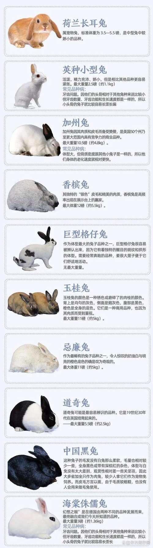 什么品种的兔子适合当宠物（宠物兔品种及图片）(图1)