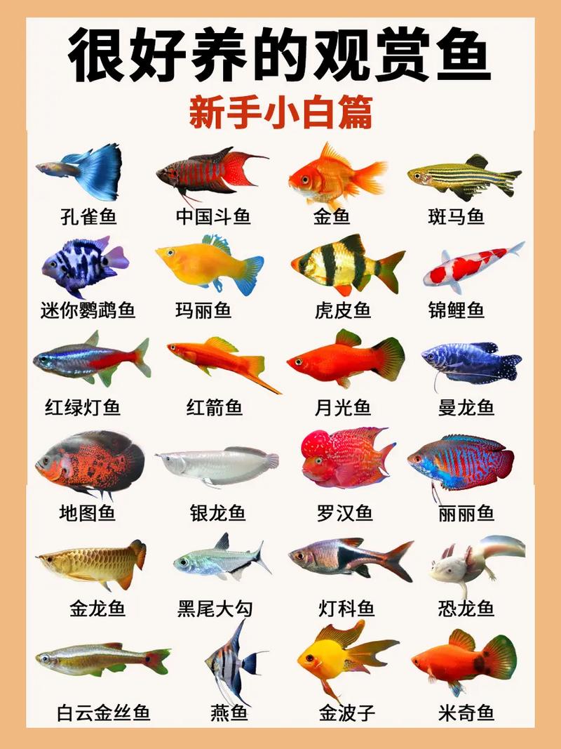 宠物鱼有哪些种类（30种好看又可爱的宠物鱼分享）(图1)