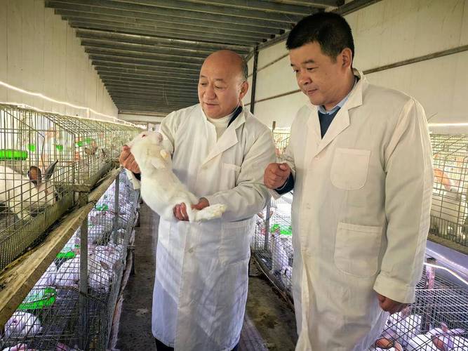 济南东大宠物兔养殖专业合作社(图1)