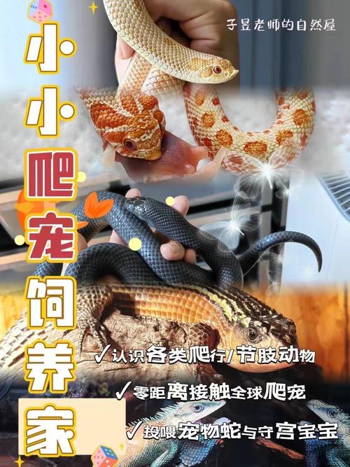 十大最适合养“粘人认主人的小宠物”的爬行动物(图1)