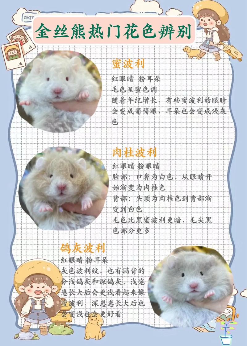 金熊有哪些类别？  （金熊图案及品种介绍图片）(图1)