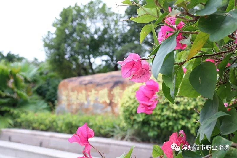 漳州城市职业学院举办教师资格证面试技巧专题讲座(图4)