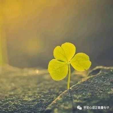 心灵鸡汤经典语录励志  心灵鸡汤职场励志语录(图1)