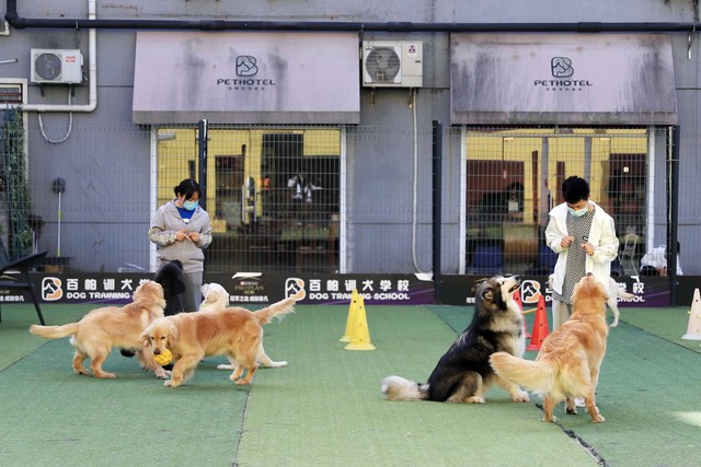 高价宠物寄养 “劝退” 钱包，却拦不住铲屎官的热情？(图6)